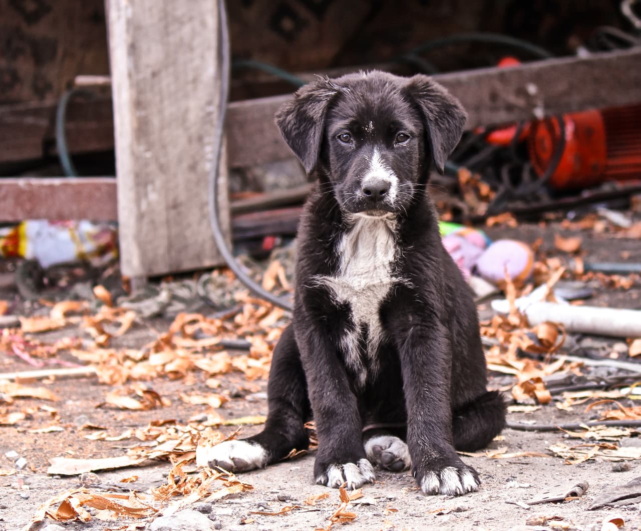 La venta de este retrato de 'Orion' ayudará a que perros callejeros de más de 9 países puedan tener comida.