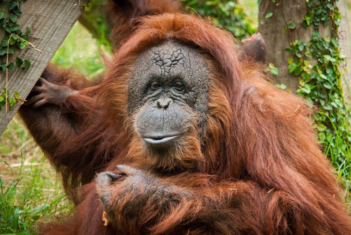 <b>Cheyenne formó parte de la familia del zoológico de Houston durante casi tres décadas, llegó con 21 años </b>y se ganó rápidamente el corazón del personal y los visitantes.