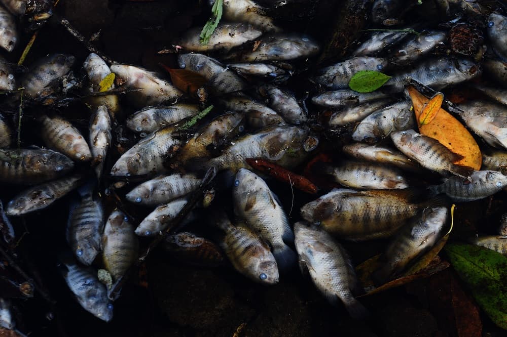 Las aguas del río Lempa ya no corren limpias como en otros tiempos. Ahora, por su cauce bajan peces muertos, el olor a putrefacción es fuerte y los aldeanos que viven cerca tienen miedo incluso de dar de beber a sus animales.