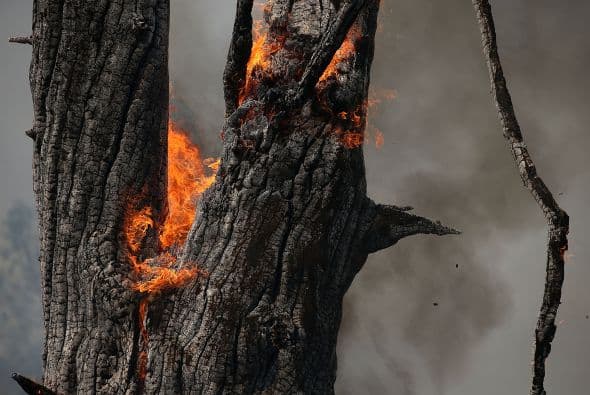 Un árbol carbonizado continúa ardiendo después de ser consumido por el fuego.