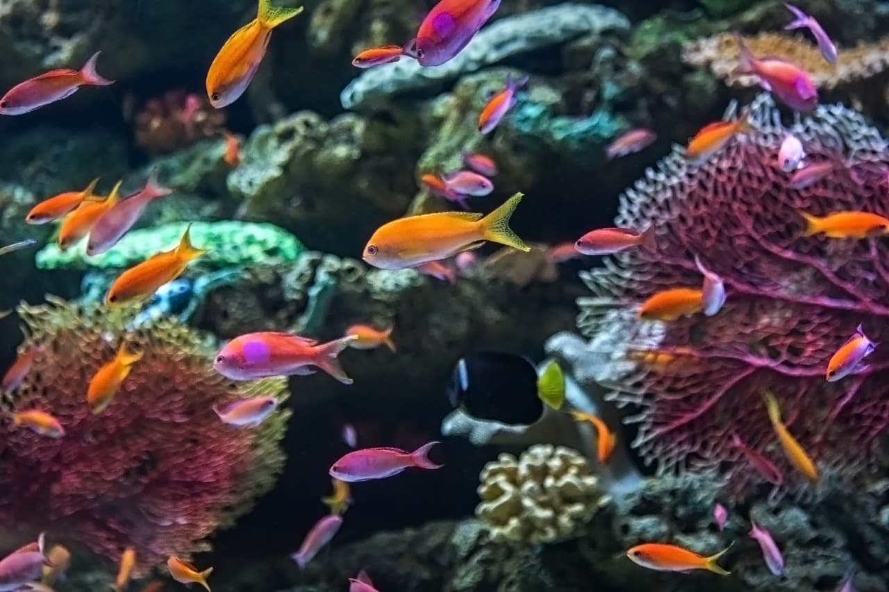 El acuario tiene una colección de más de 11,000 animales que representan más de 500 especies diferentes en exhibiciones que varían en tamaño.