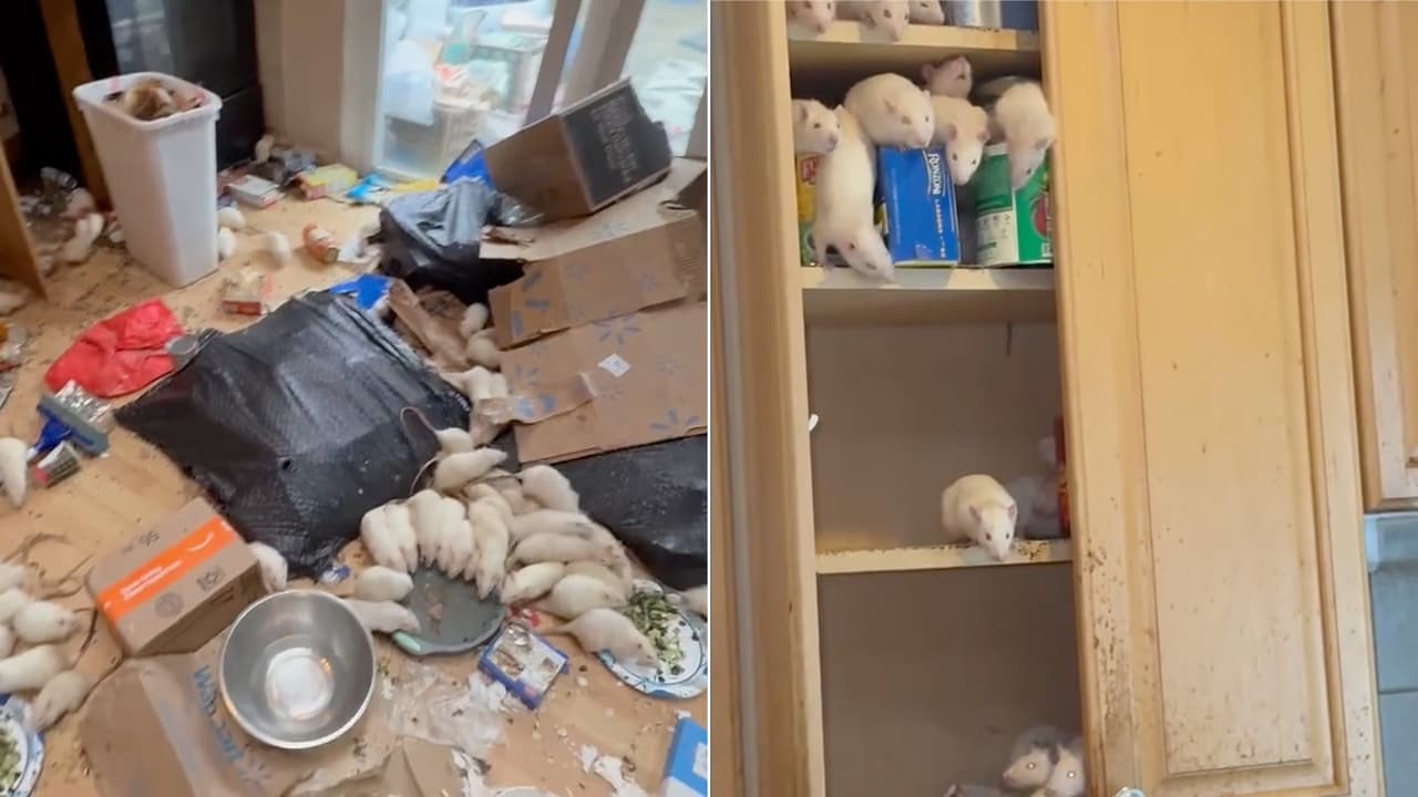 Rescatan cientos de ratas domésticas de casa en Long Island; acusan a dueña por crueldad animal.