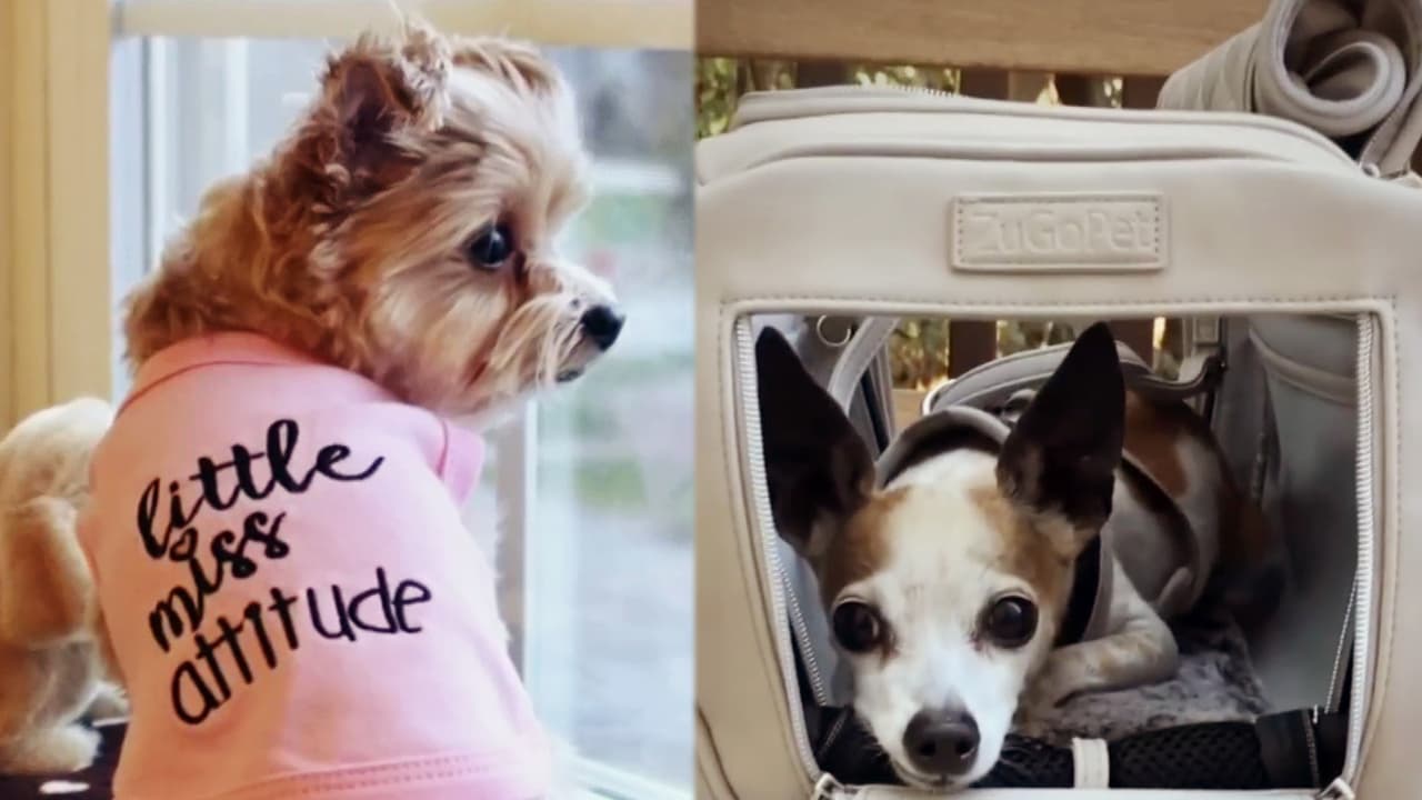 Y vaya que muchos valoran a estos amiguitos, tanto que son capaces de pagar cifras descomunales por
<a href="https://www.univision.com/shows/despierta-america/cuanto-estarias-dispuesto-a-pagar-para-consentir-a-tu-perro-te-sorprenderan-los-lujos-que-puedes-darle-video">lujosos artículos</a> para ellos. ¡Qué vida de perro!