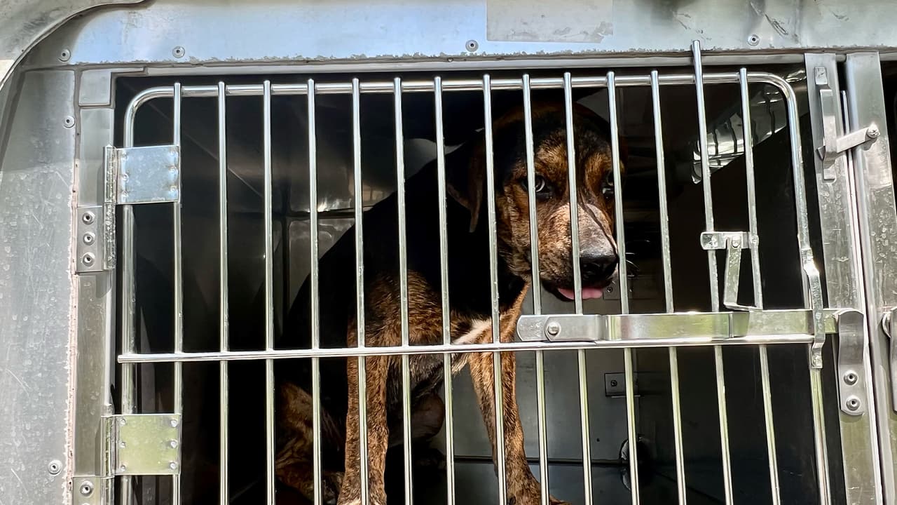 Los animales estaban abandonados afuera de una vivienda en el condado San Jacinto, sin agua y sin comida.