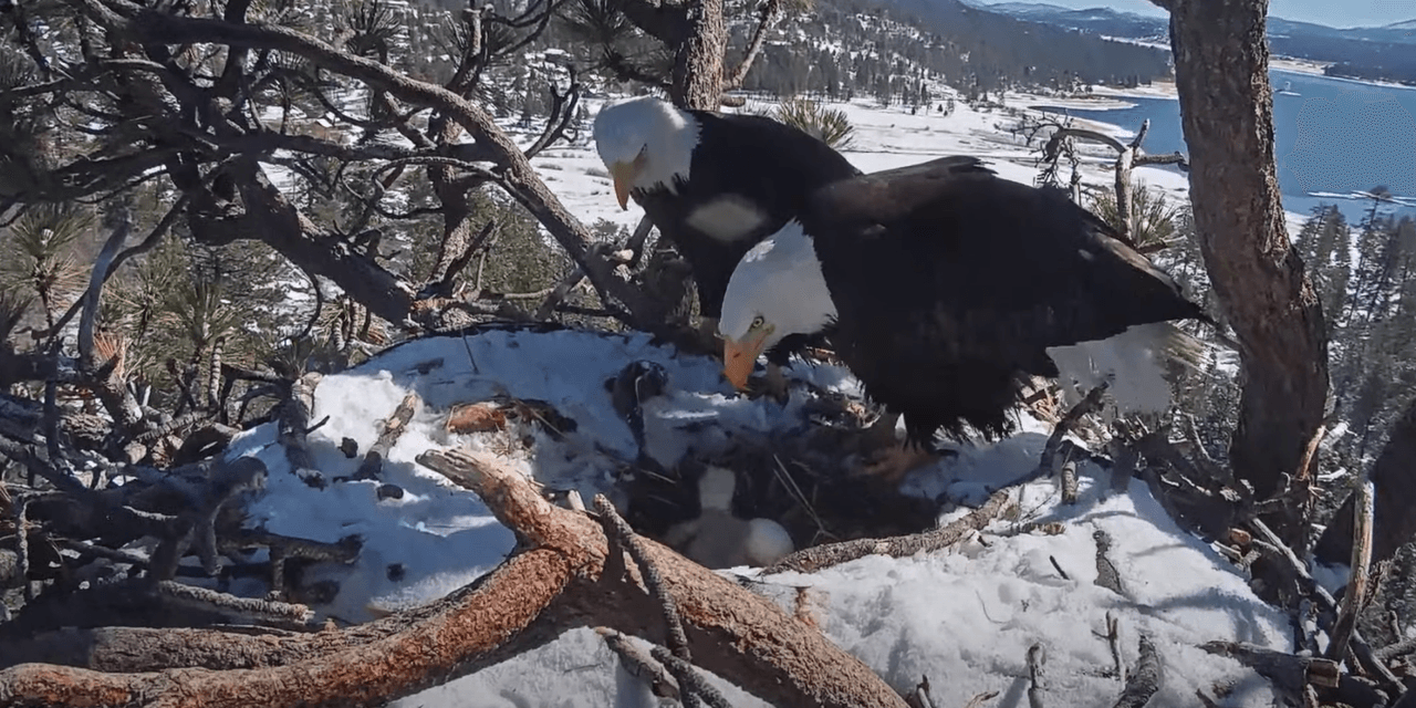 Ver crecer a las familia de las águilas calvas es un motivo de alegría para sus seguidores y los encargados del santuario de aves en el sur de California.