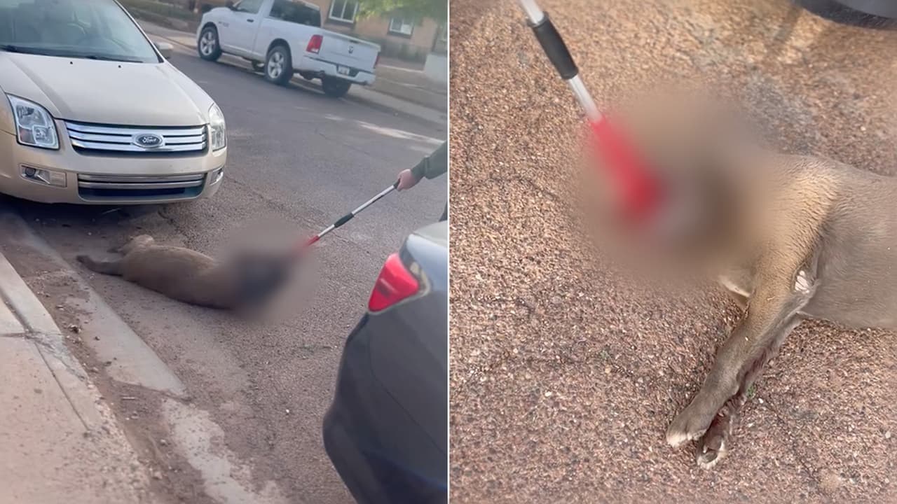 Acusan a Control Animal de crueldad contra un perro en Winslow; video causa indignación