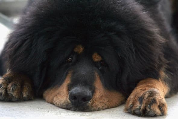 Por estas características físicas y su origen es evidente que es una raza apta para el clima frío extremo y contrario a lo que pueda pensarse no necesita más que un par de cepilladas al año, durante la época de muda.