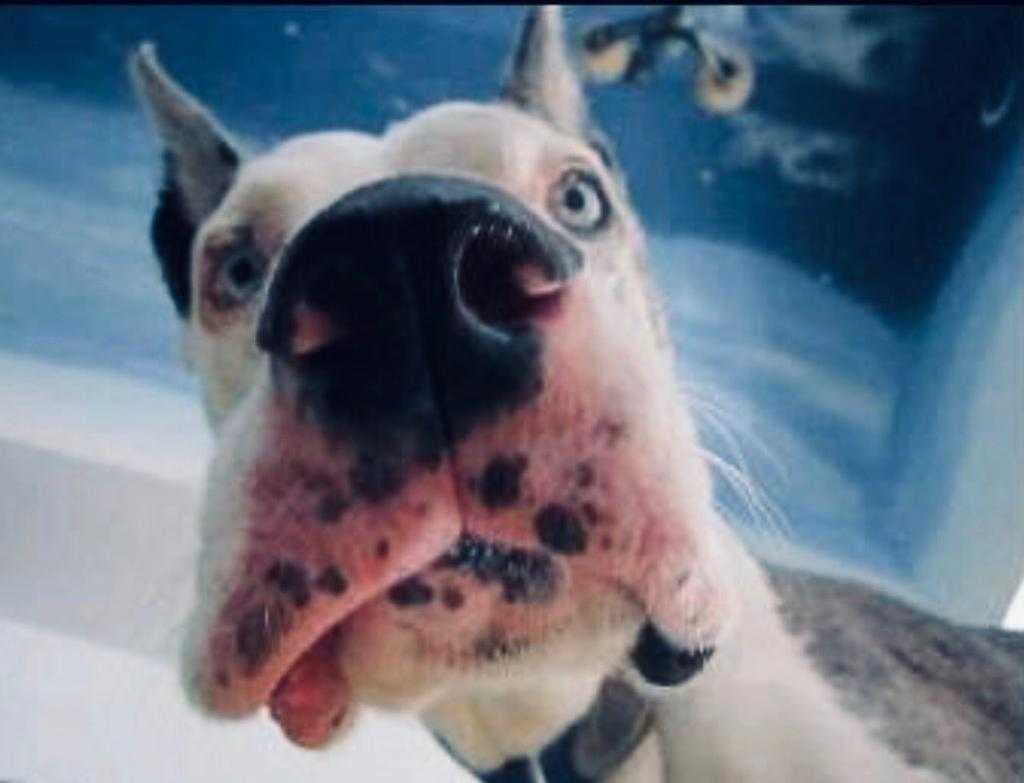 Ella es Horse, el rey en la casa de nuestro director de noticias, Marco Flores