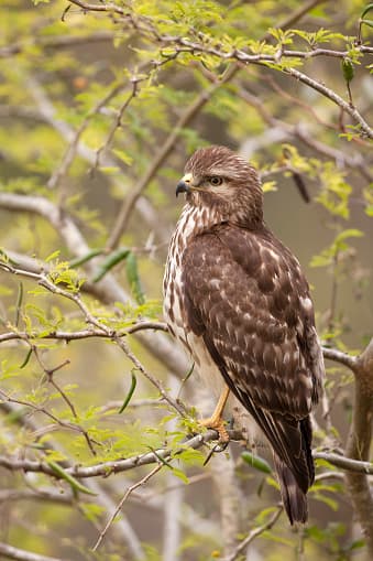 Poco se sabe con respecto a los hábitats utilizados durante la migración, pero se posan solo en áreas boscosas.