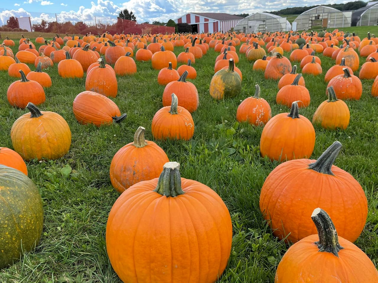 <b><a href="https://janoskis.com/">Janoski's Farm and Greenhouse (Clinton)</a></b>. Encuentra las calabazas perfectas en el huerto de calabazas antes de visitar el granero encantado, pinta tus calabazas, disfruta de paseos en heno, ponis y, por supuesto, de perderte en el épico laberinto de maíz en esta encantadora granja cerca de Pittsburgh.
<br>
<br>
<b><a href="https://goo.gl/maps/87CxriWia5teHKXUA">Cómo llegar</a></b>