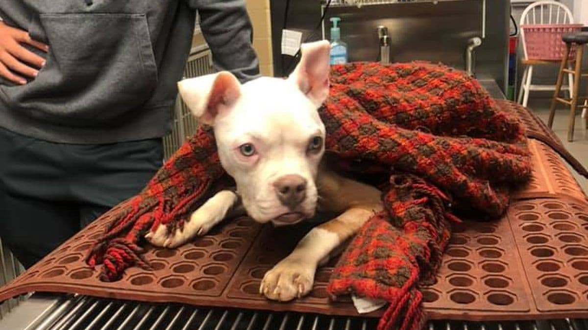 “Milagro” sobrevive tras ser arrojada a un contenedor de basura la noche de Navidad