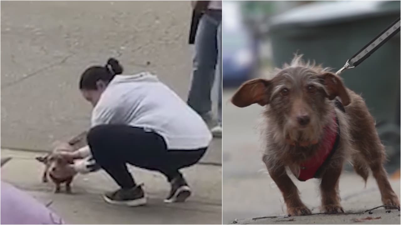 Perro regresa a casa tras 5 años desaparecido gracias a microchip: un milagro de Navidad
