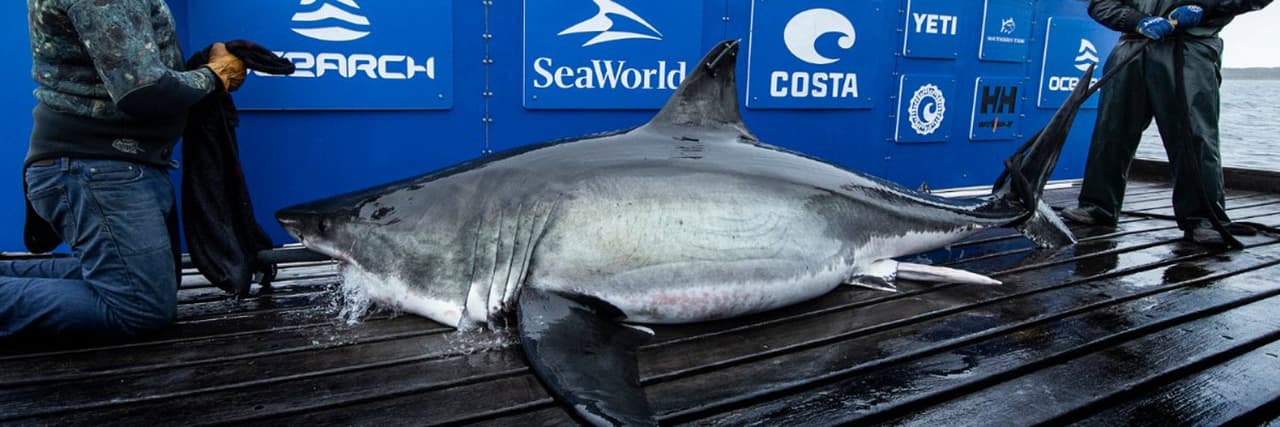 Ocearch ha estado siguiendo a Sydney desde septiembre en la costa de Nueva Escocia, cuando comenzó a venir al sur, hasta las cálidas aguas de Florida.