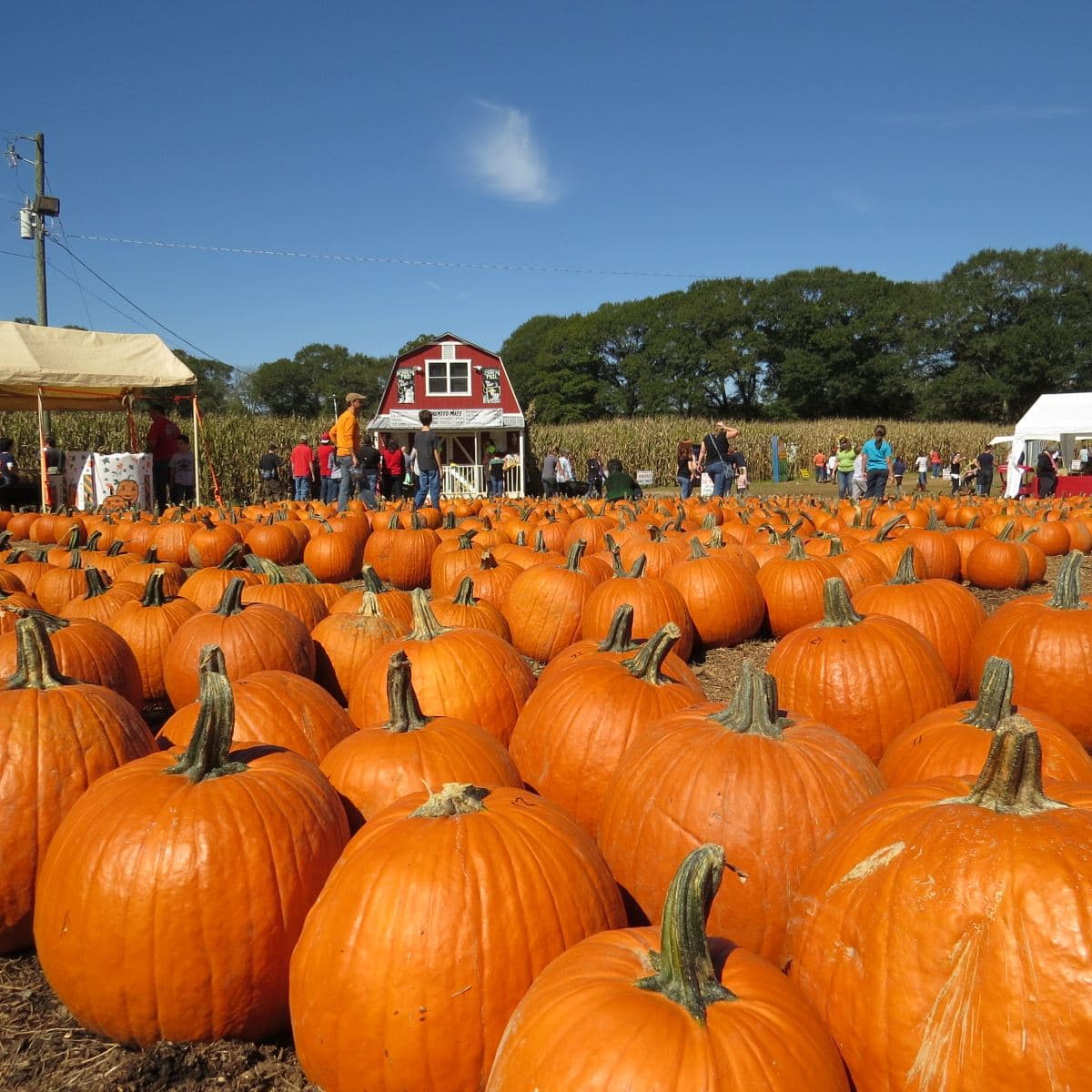 <b>Uncle Shuck's Corn Maze and Pumpkin Patch (Dawsonville)</b>
<br>
<b>Sitio web</b>: 
<a href="https://uncleshucks.com/">https://uncleshucks.com/</a> 
<br>
<b><a href="https://maps.app.goo.gl/B6nCtewjDfyjeESZA">Cómo llegar</a> </b>
<br>
<br>La granja cuenta con un laberinto de maíz de 15 acres, un enorme huerto de calabazas e incluso tienen un sendero de maíz embrujado para aquellos lo suficientemente valientes como para salir los viernes y sábados por la noche.