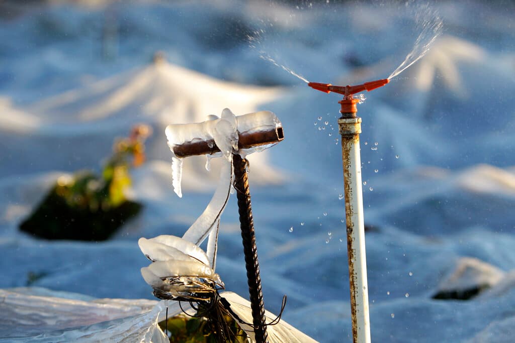 Los condados de Florida afectados por el vórtice polar: alerta para mascotas y fauna silvestre