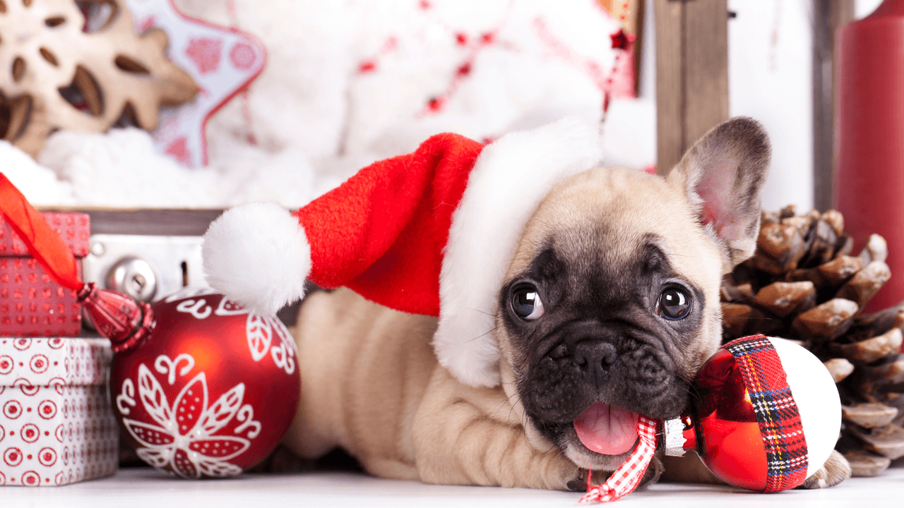 15 regalos de Navidad y Año Nuevo para consentir a tu mascota 