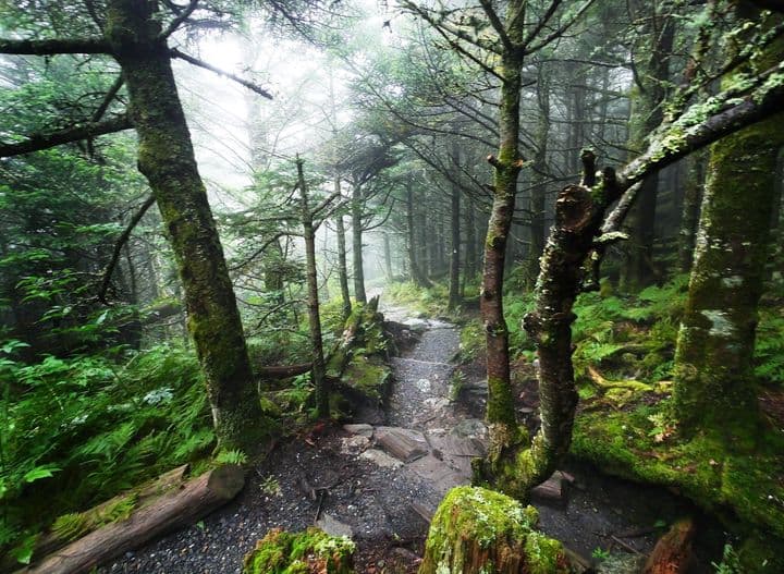 Mientras que una vasta red de senderos desafiantes, incluido el sendero estatal Mountains-to-Sea, se extiende hacia áreas silvestres adyacentes y conduce a oportunidades para mochileros dentro del Bosque Nacional Pisgah.