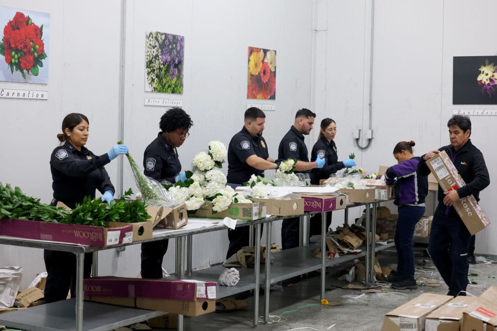 El trabajo de los agentes es paciente, deben revisar con cuidado cada una de las cajas con flores que arriban a Estados Unidos.