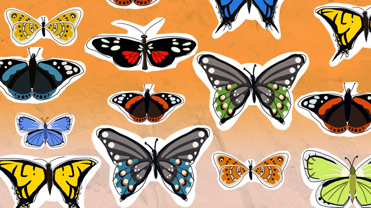 El ser humano, principal responsable de la extinción de varias especies de mariposas