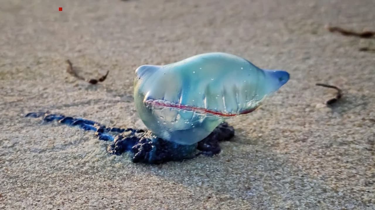 ¡No las toques! Alertan sobre presencia de medusa carabela portuguesa en playas de Carolina del Norte 