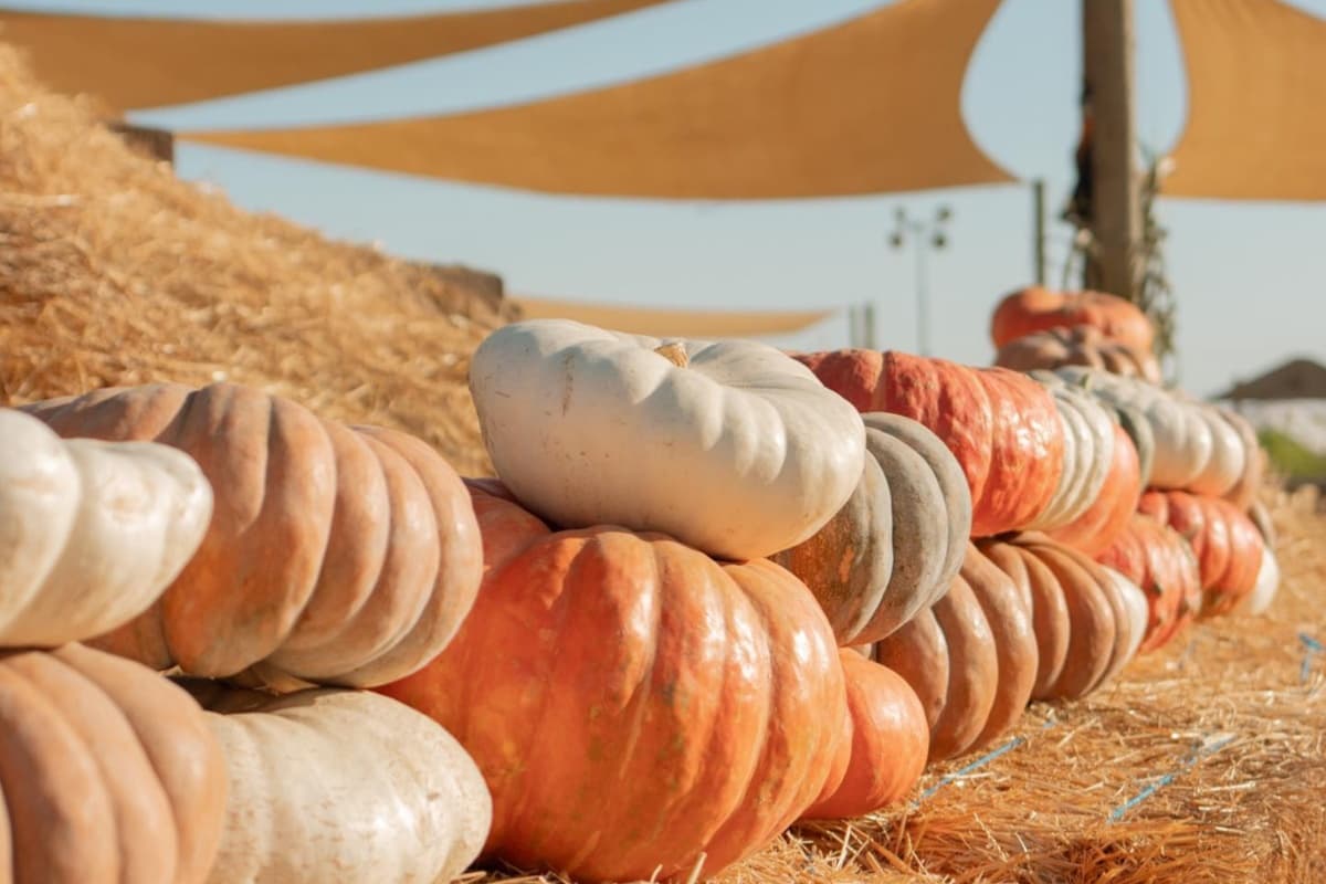 Esta es la razón por la que no encuentras la calabaza perfecta para Halloween 