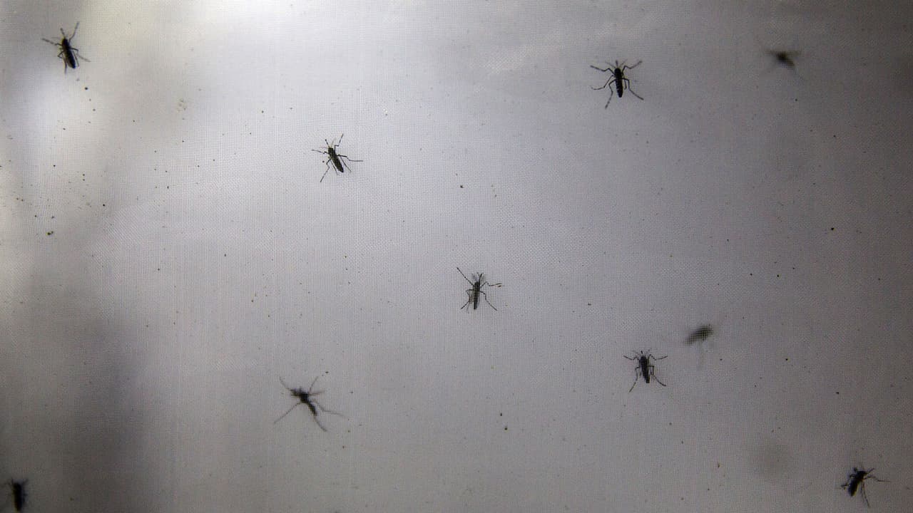 Elizabeth Torres, experta en vida y estilo, presenta opciones naturales para ahuyentar mosquitos, cucarachas y otros animales. Recomienda guardar las frutas en el refrigerador después de lavarlas.