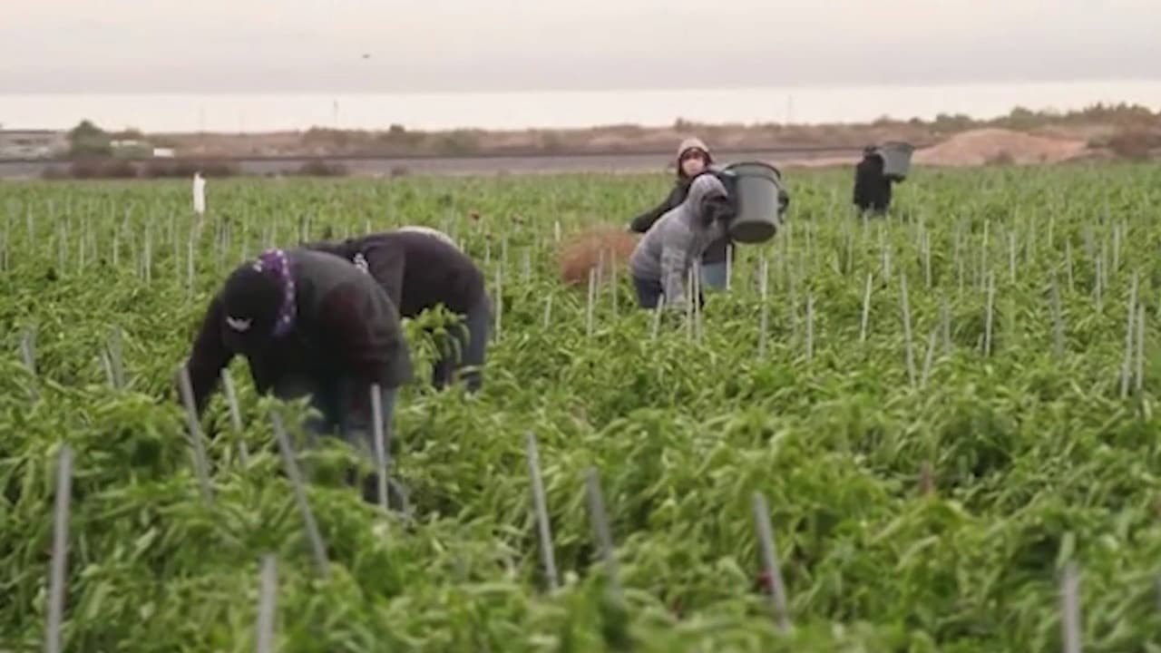 Caminaban media milla para ir al baño y tomar agua: granjas de calabaza y árboles de navidad enfrentan multa por trato a empleados