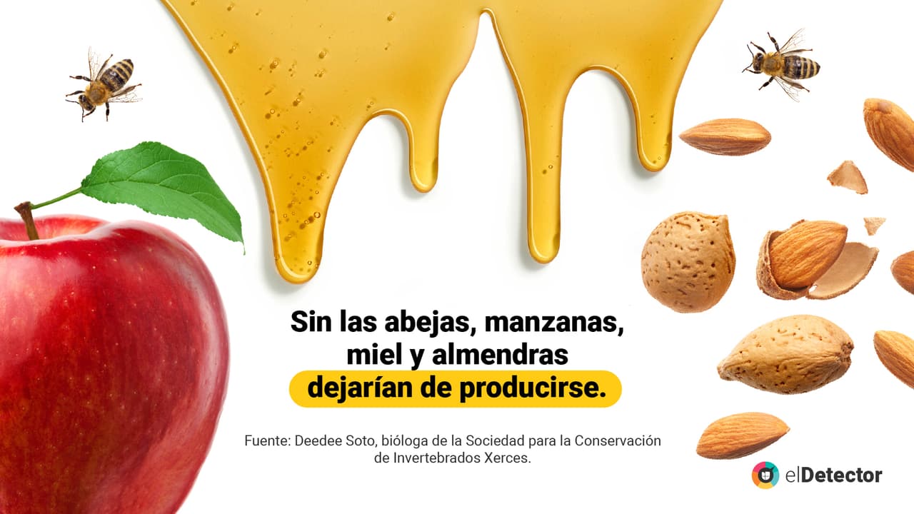 <a href="https://www.univision.com/noticias/diamundialabejas-no-evidencias-humanidad-acaba-4-anos-si-desaparecen-abejas-pero-mundo-si-cambiaria" target="_blank">Lee aquí</a> la verificación completa de
<b> elDetector.</b>
