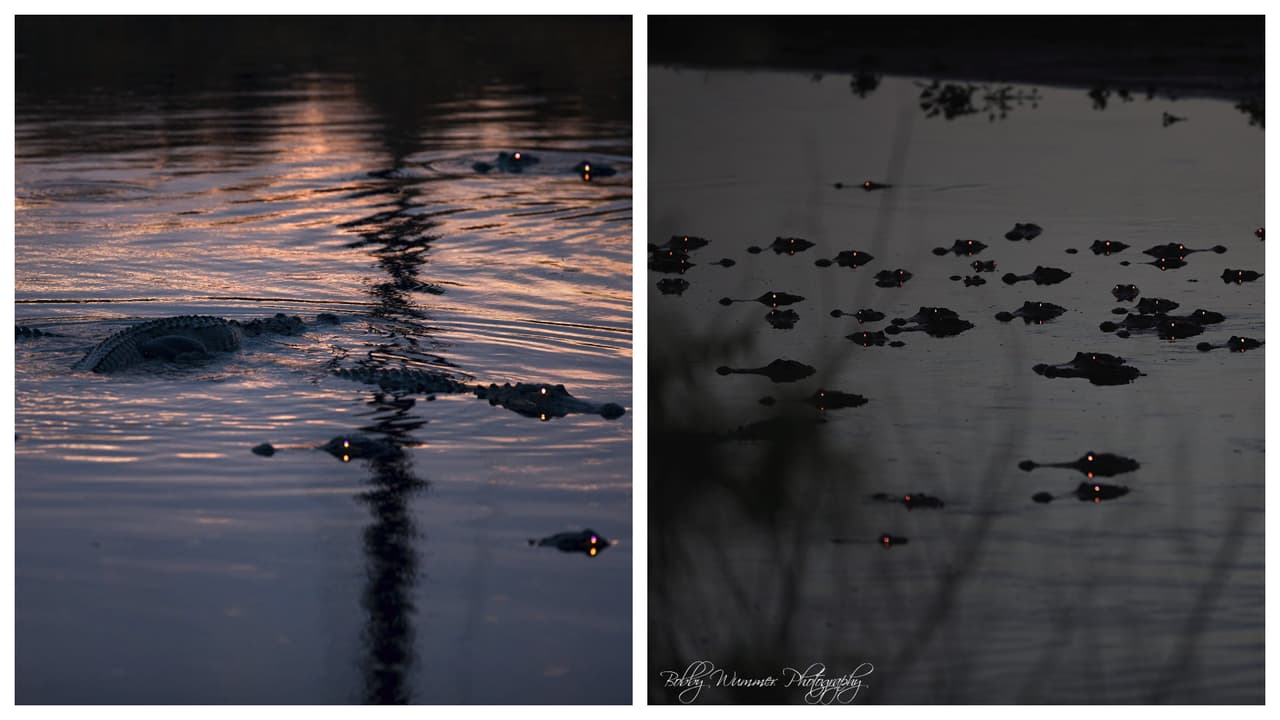 Bobby Wummer, fotógrafo de vida silvestre, salió antes del amanecer a capturar e iluminar algunos ojos de caimanes del sur de Florida en la Reserva Nacional Big Cypress, y dijo que lo que vivió fue una experiencia espeluznante. 
<br>