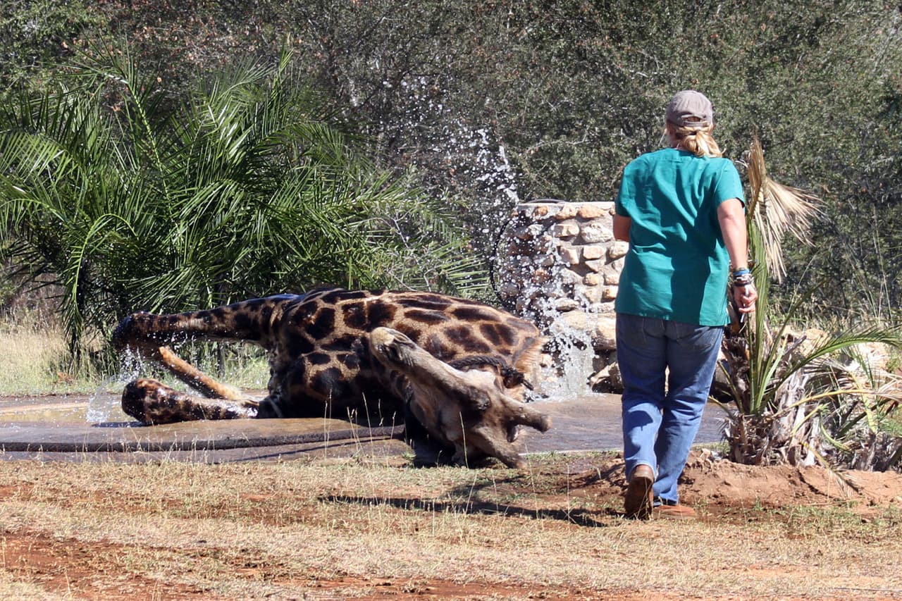 Él quedó atascado al caer en un pozo.