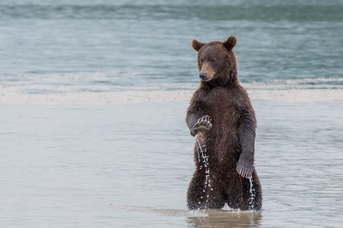"Vale, vale" parece decir este oso fotografiado por Budkow Danis en la península rusa de Kamchatka.