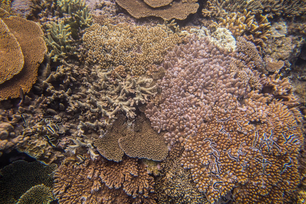Los corales logran sus increíbles colores debido a la relación simbiótica que tienen con sus habitantes las zooxantelas, un tipo de algas microscópicas que también sirven como su principal fuente de alimento. Debido al aumento de las temperaturas en el agua la relación entre el coral y zooxanthellae se hace hincapié y las algas dejan. Sin su alimento, los corales se vuelven blancos o extremadamente pálidos y esto los hace más susceptibles a enfermedades e incluso a la muerte. Esto también puede revertirse si el coral enfrenta menos estrés ambiental. Entonces, las algas pueden regresar a su hogar y la relación puede florecer una vez más.