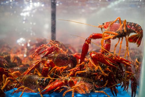 En la actividad habrá langostas enteras, colas de langostas y rollos de este crustáceo.