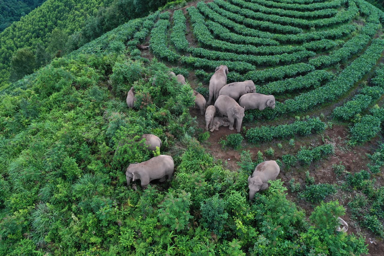 Las autoridades chinas desplegaron un operativo que incluyó camiones, trabajadores y drones para mantener seguros a los elefantes y guiarlos de regreso. Han utilizado comida para alejarlos de las zonas pobladas. 
<br>
<br>La fotografía muestra al grupo cerca de una aldea en Yunnan el 7 de agosto, antes de atravesar el río Yuanjiang.
<br>