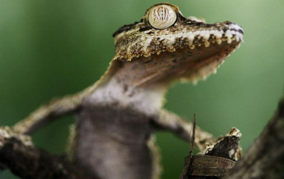 El geco sale de la lista de animales en peligro de extinción en Puerto Rico