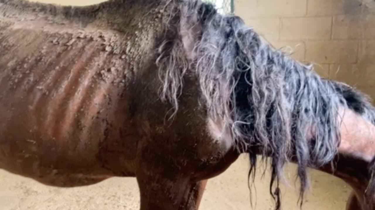 Los animales estaban demasiado delgados que hasta se les veían las costillas, no tenían nada que comer.