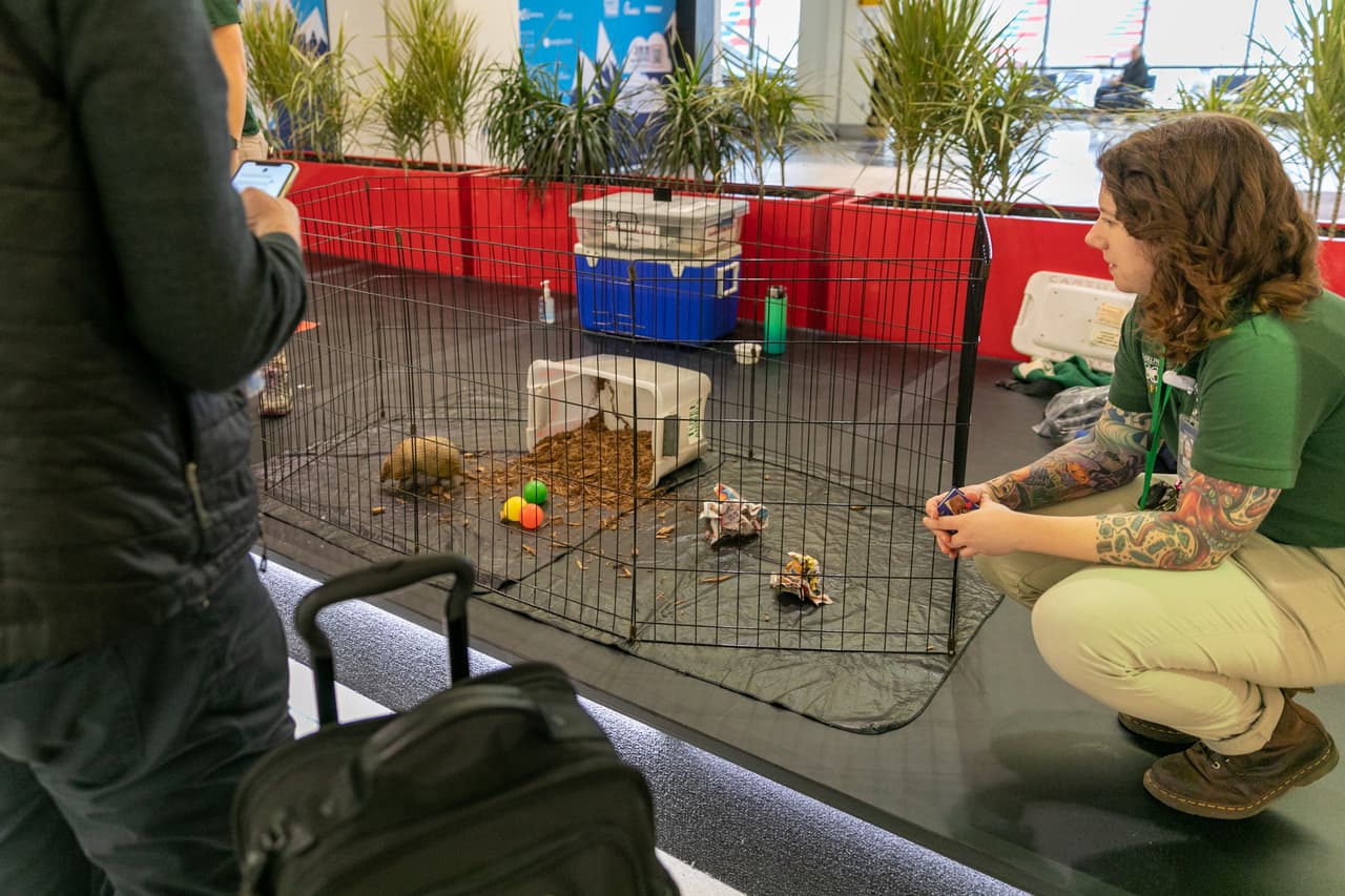 Muchos viajeros han expresado su gratitud por el programa, según el zoológico.