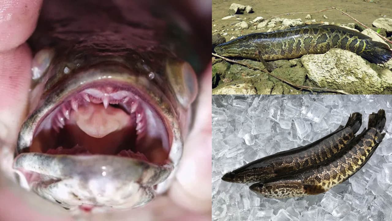 Confirman cuántos peces cabeza de serpiente han encontrado en Gwinnett