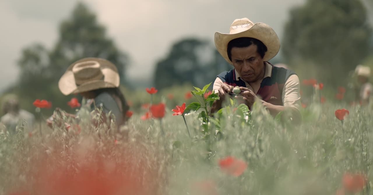 El gobierno de EEUU nombró a ese lugar como ‘Triángulo Dorado’ por su parecido a otro famoso triángulo, el ‘Triángulo de Oro’, antiguamente dedicado al tráfico de opio y que abarcaba las zonas de Tailandia, Laos y Birmania.