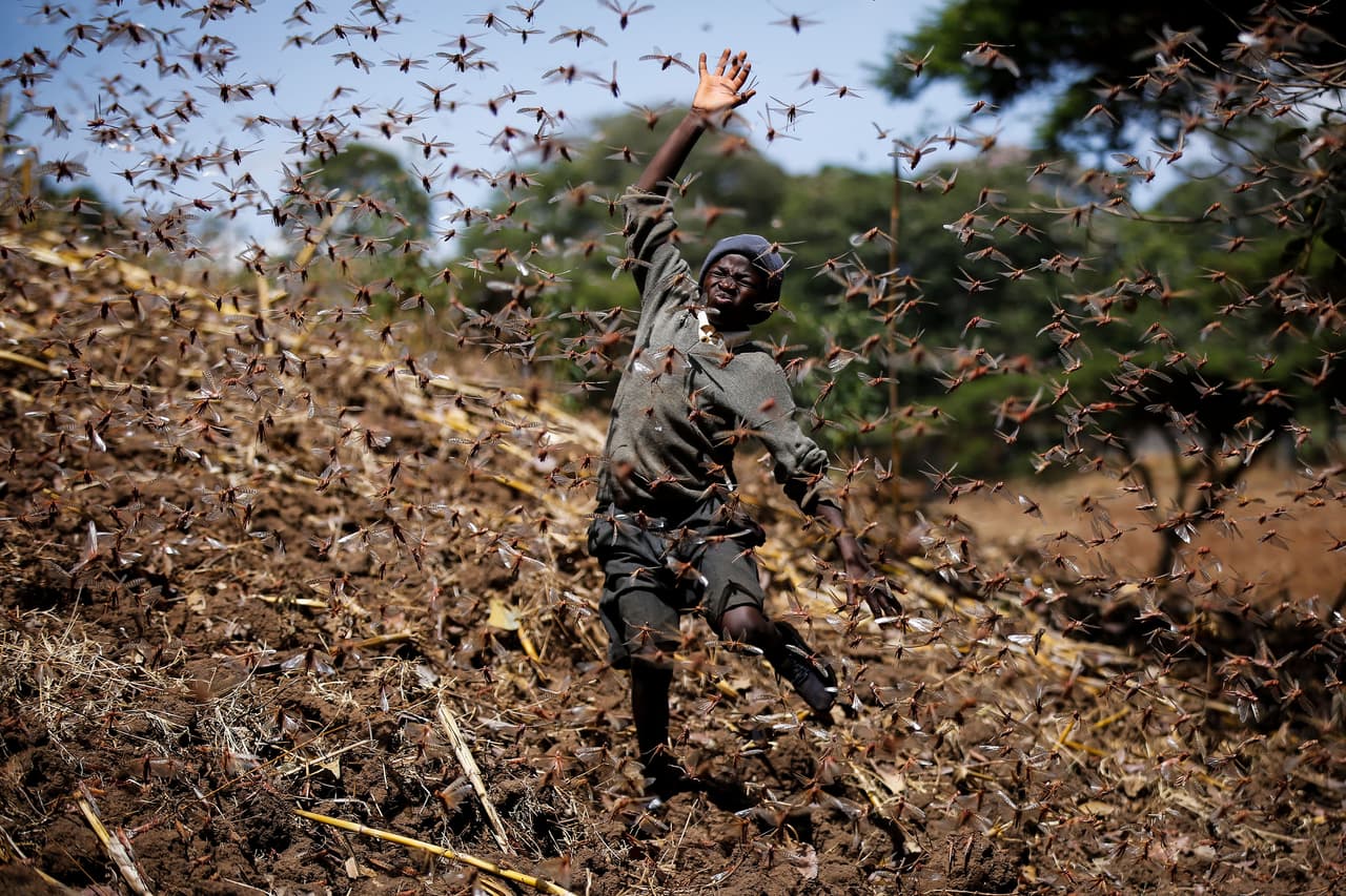 <b>Un enjambre de langostas</b>
<br>
<br>Stephen Mudoga, de 12 años, intenta ahuyentar de su granja a un enjambre de langostas. Regresaba a casa de la escuela en Elburgon, Kenia, el 17 de marzo.
<br>