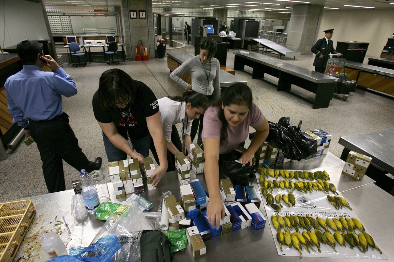 Agents of the Ministry of Agriculture prepare to send back surviving Peruvian canarians next to the bodies of 66 dead canaries on display at the customs sector of the Guarulhos international airport in Sao Paulo, Brazil, on September 25, 2008. A Portuguese national smuggling 200 canaries was arrested upon arriving from Lima and was accused of animal trafficking. 66 of the 200 birds died from suffocation, authorities said. AFP PHOTO/Mauricio LIMA (Photo credit should read MAURICIO LIMA/AFP/Getty Images)