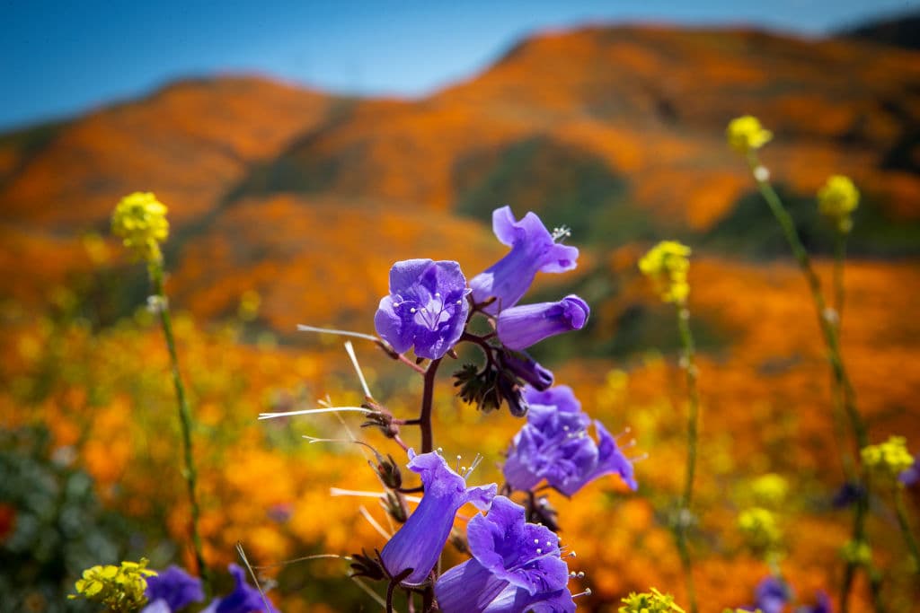El superflorecimiento ha despertado la curiosidad de residentes y visitantes.