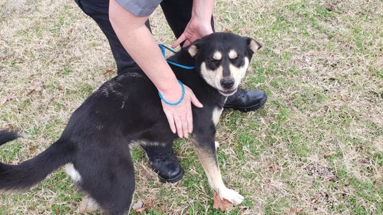 Algunos de ellos estaban atados con tanta fuerza que estaban a punto de asfixiarse, indica el reporte de las autoridades.