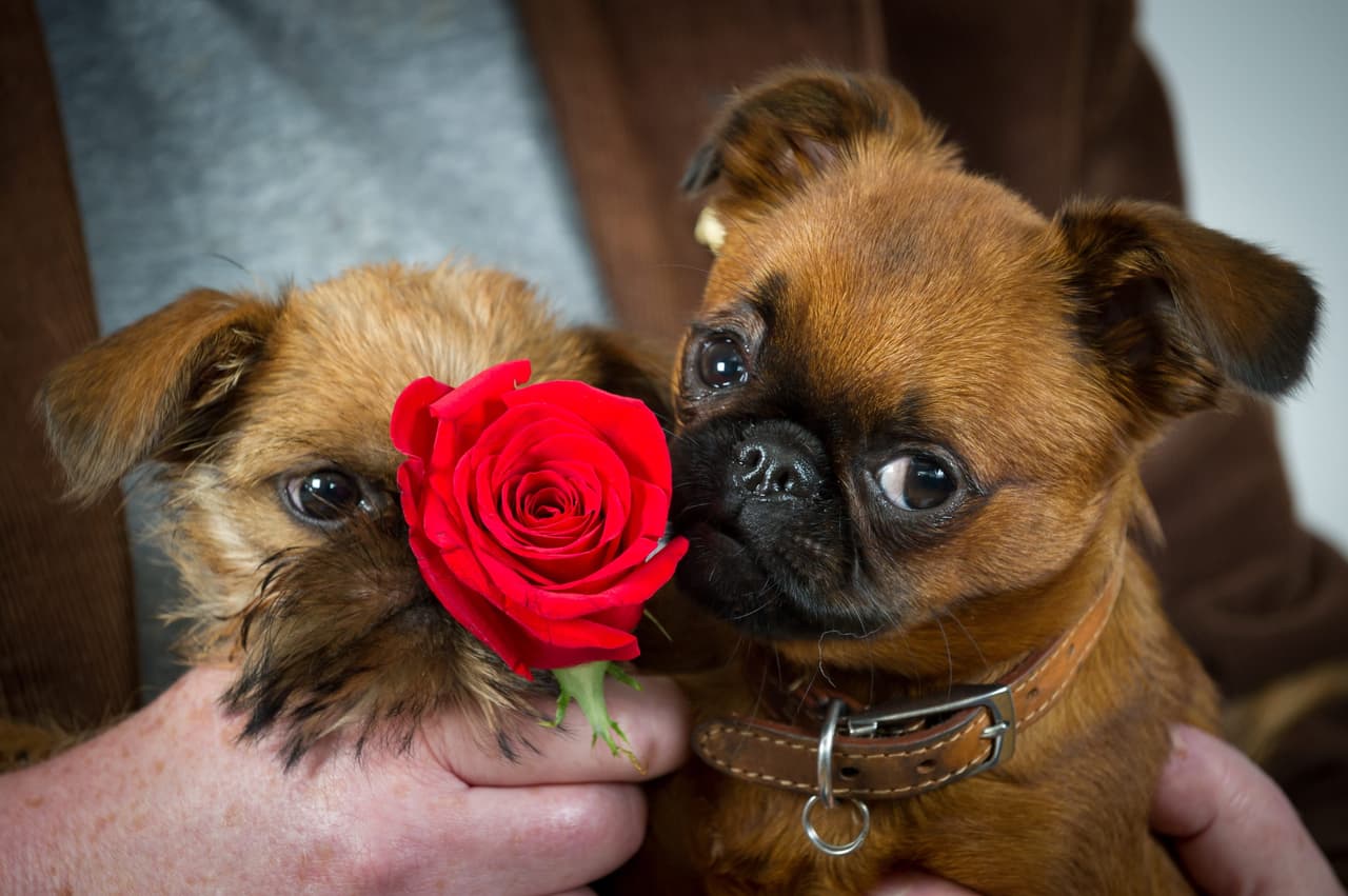Cada año The Kennel Club se encarga de seleccionar adecuadamente a los perritos que mostrará en su Discover Dogs Show.