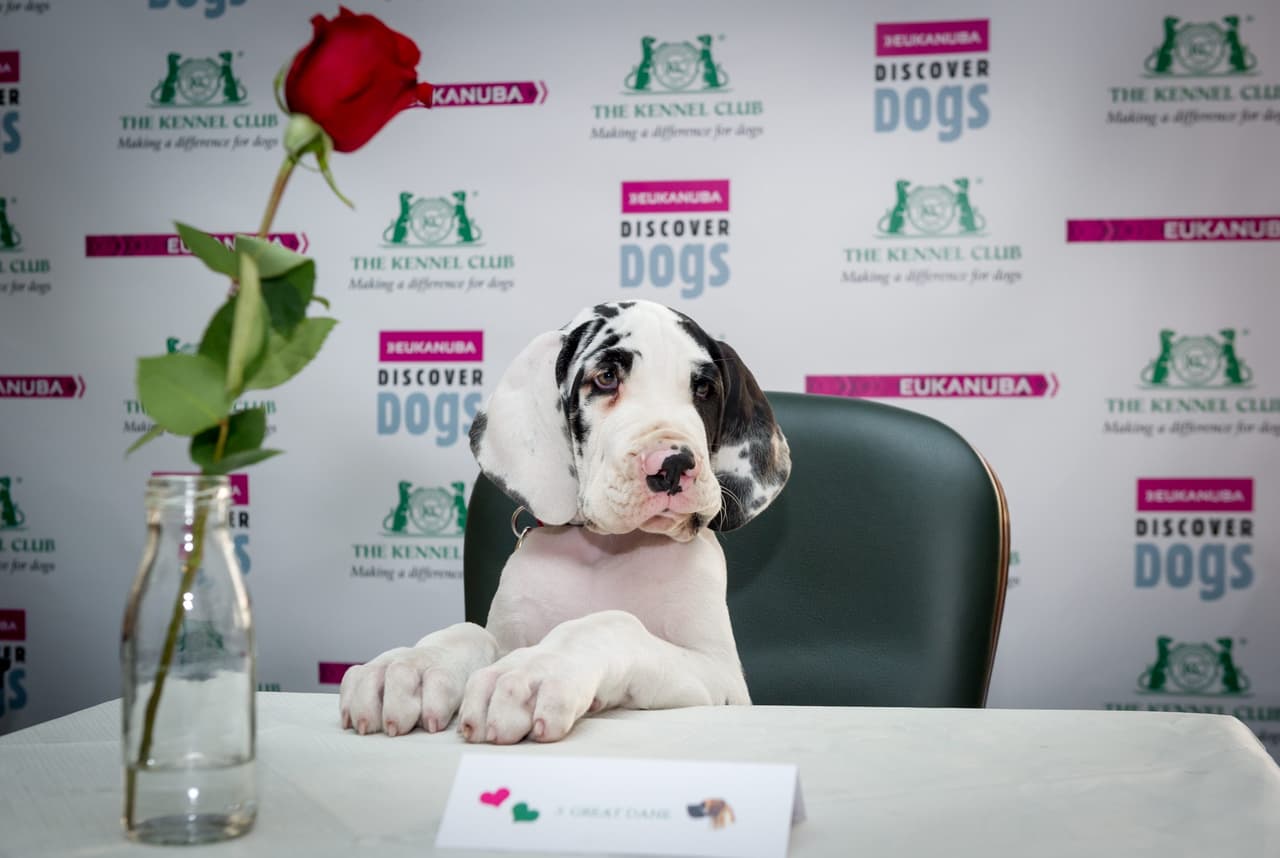 Los cachorros tuvieron una serie de citas rápidas para conocer a varios humanos.