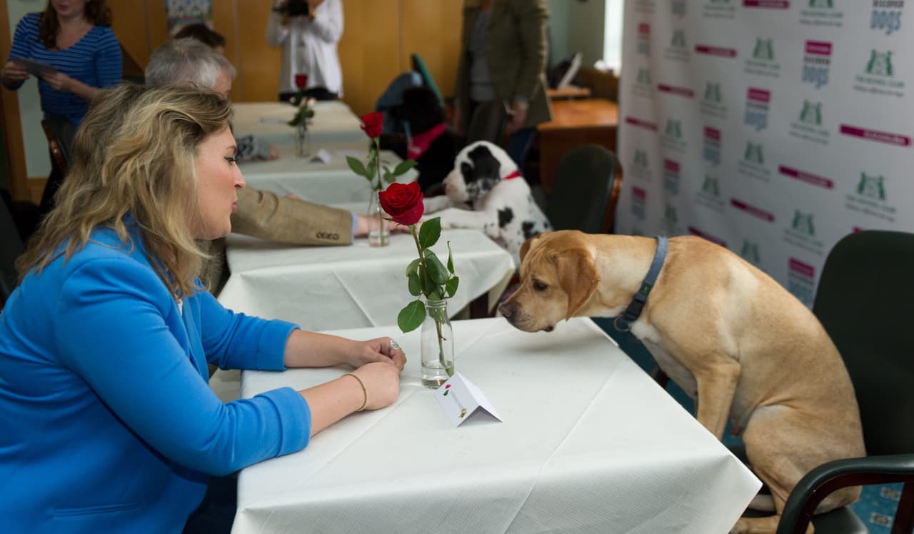 ¡Qué perros tan lindos participaron en las citas rápidas!