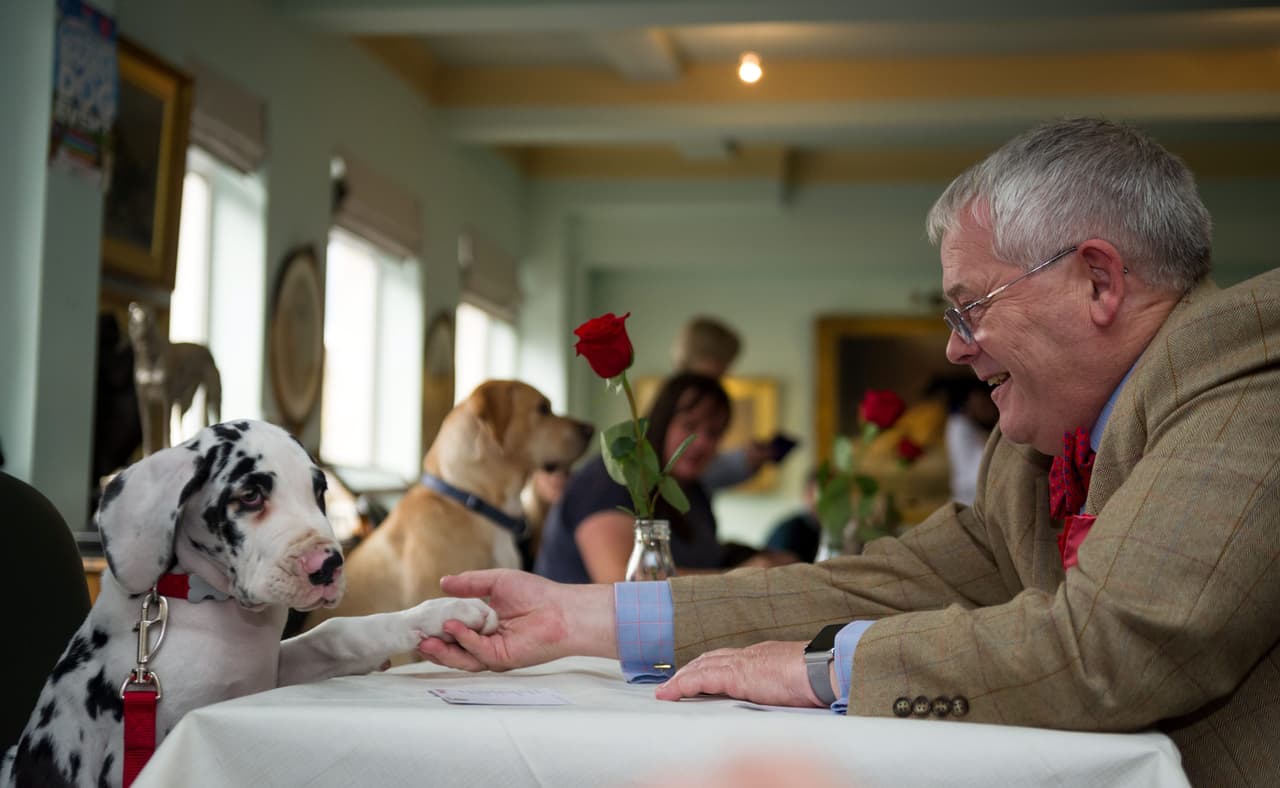 ¡Y gracias a esto, se pueden llevar un cachorro a casa!