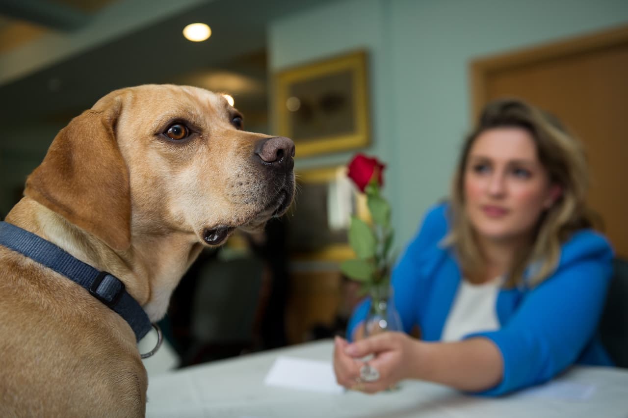 ¡Es el Eukanuba Discover Dogs Show que viene en octubre!