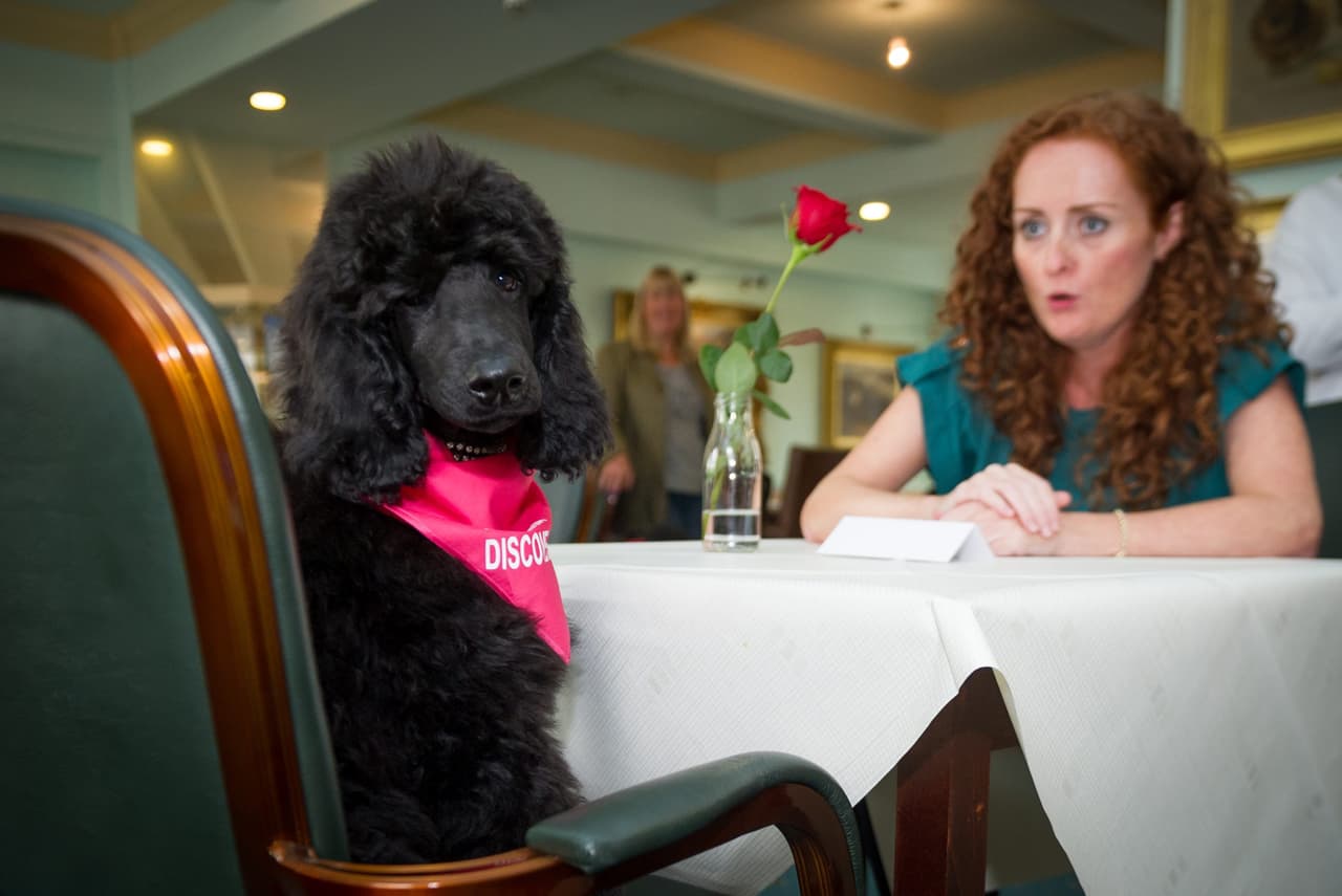 ¡Qué galantes lucen estos perros en sus citas!