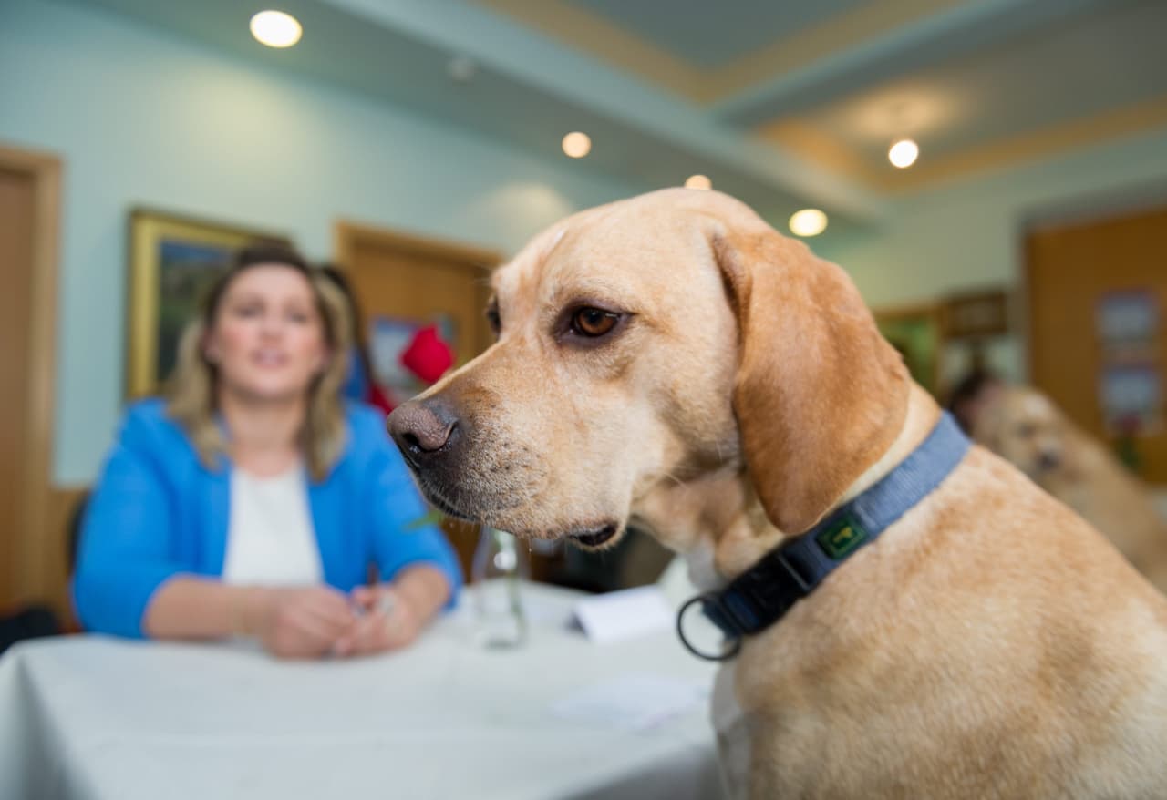 Una cita rápida de perritos es un sistema de emparejamiento que permite a las personas conocer a una posible mascota.